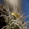 14 Karat Gold Plated CZ Feather Band
